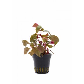 AQUAFLORA - ALTERNANTHERA REINECKII "CARDINALIS"